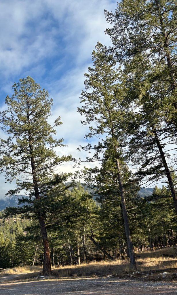 Photo of fir trees on a sunny day with mountains in the background.