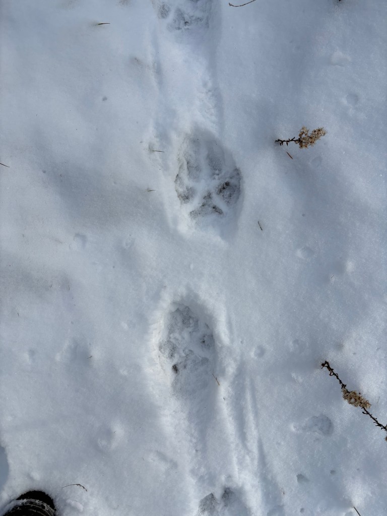 Photograph of wolf tracks in snow.